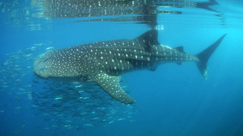 whale shark and fish